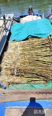 高度40厘米芦苇