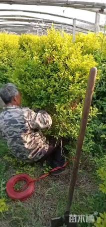 冠幅60厘米金叶女贞球