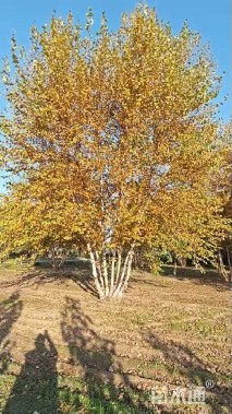 高度700厘米丛生白桦