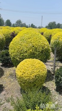 高度200厘米亮金女贞球