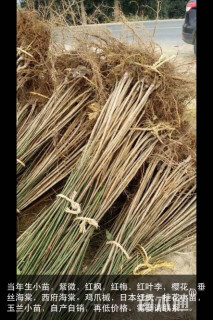 高度50厘米红梅小苗