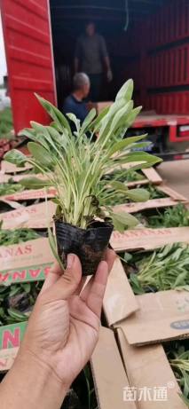 高度15厘米金鸡菊