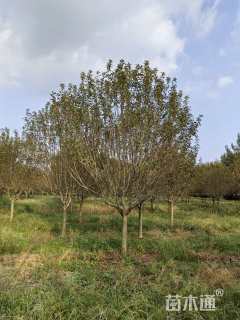 10公分绚丽海棠