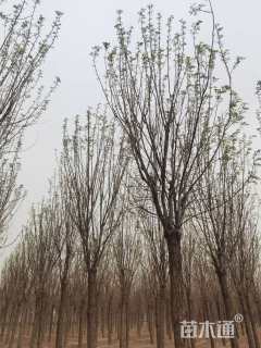 18公分嫁接香花槐