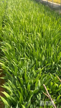 高度25厘米鸢尾