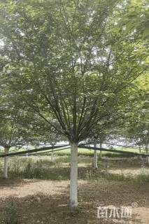15公分染井吉野樱