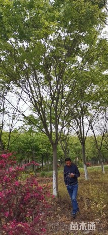 20公分榉树