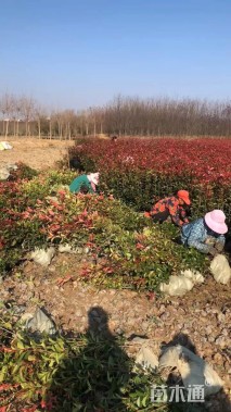 0.5公分红叶石楠