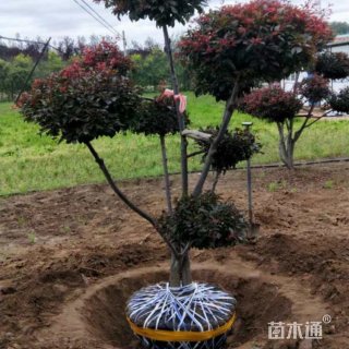 15公分造型红叶李