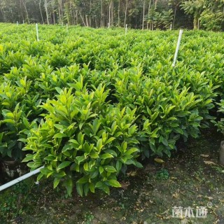 高度60厘米非洲茉莉球