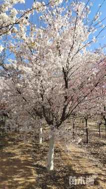 20公分日本早樱