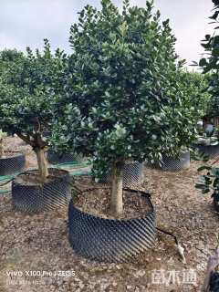 10公分无刺枸骨