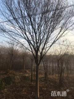 10公分丛生榉树