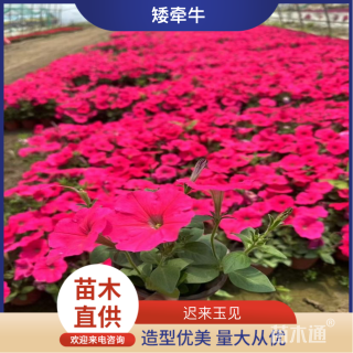 高度17厘米矮牵牛