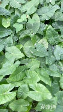 高度40厘米海芋