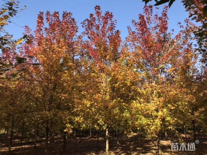 10公分美国红枫