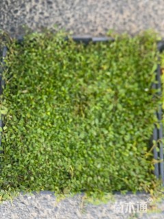 高度6厘米姬岩垂草