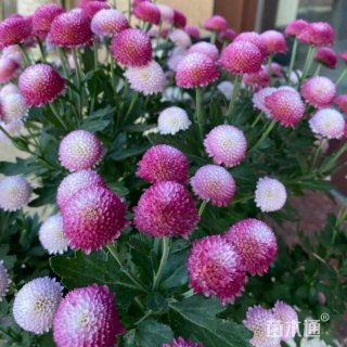 高度30厘米珠玉之卵菊花