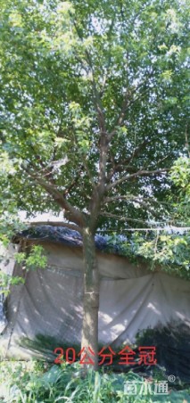 20公分香樟