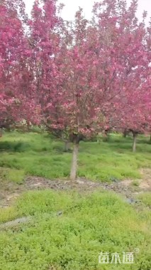 13公分绚丽海棠
