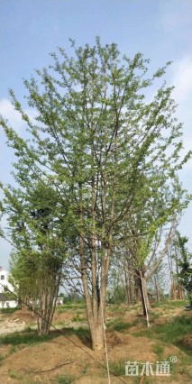 10公分丛生银杏