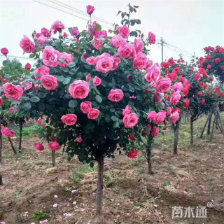4公分树状月季