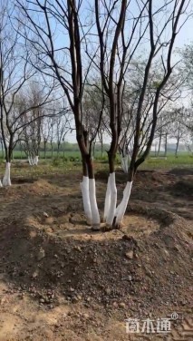 5公分丛生乌桕