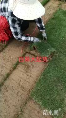 草块状百慕大草