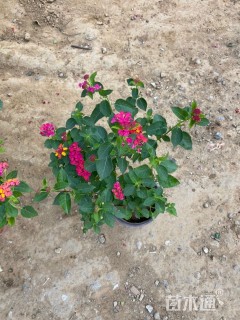 高度25厘米福禄考