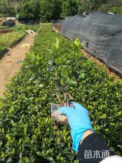 高度25厘米小叶栀子