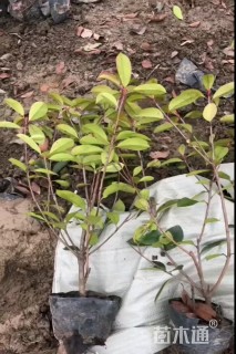 高度40厘米红叶石楠小苗