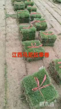 草卷状马尼拉草