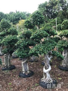 60公分造型小叶榕