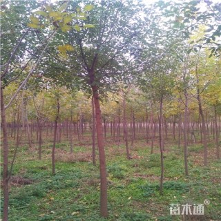 8公分白蜡