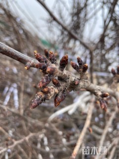 8公分樱花
