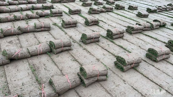 草卷状百慕大草