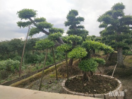 40公分造型榆树