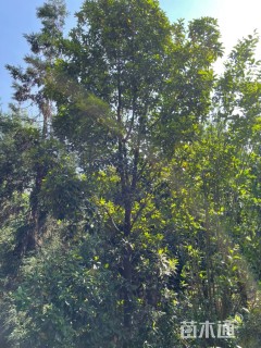 25公分红花木莲