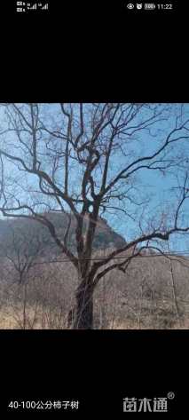 50公分柿树