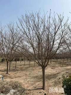 10公分染井吉野樱