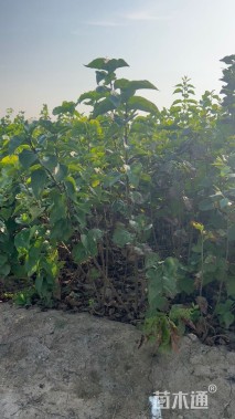 高度50厘米丁香小苗