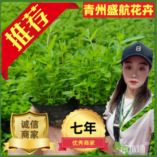 高度8厘米千屈菜