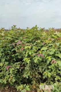 高度60厘米枫香小苗