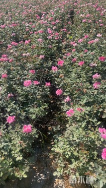 高度50厘米丰花月季