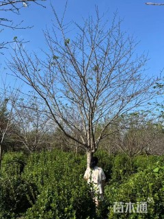 15公分染井吉野樱