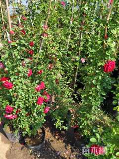 150厘米藤本月季
