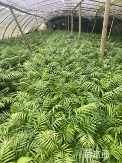 裸干高40厘米袖珍椰子