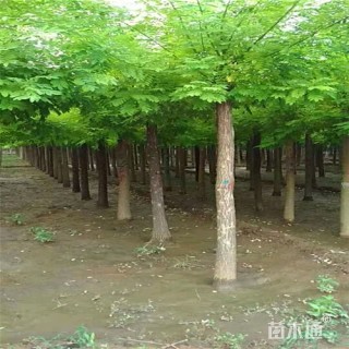 12公分金叶槐