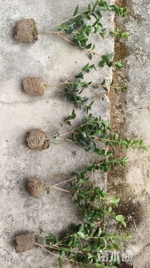 高度30厘米茶梅