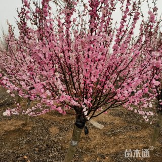 15公分榆叶梅